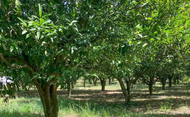 producao-citrinos (3)